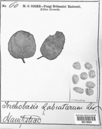 Puccinia menthae image